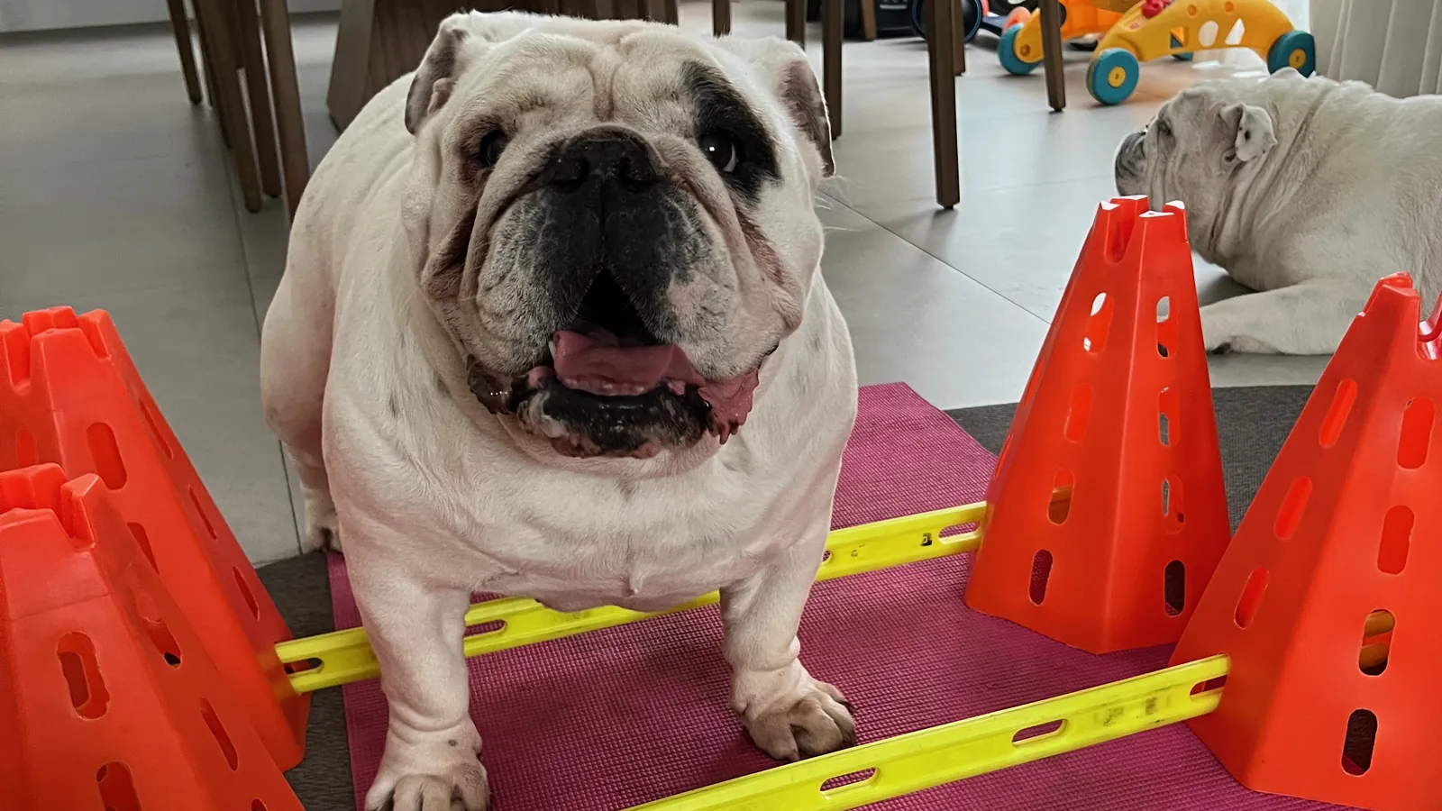 Buldogue inglês fazendo exercício em circuito de cones e barreiras