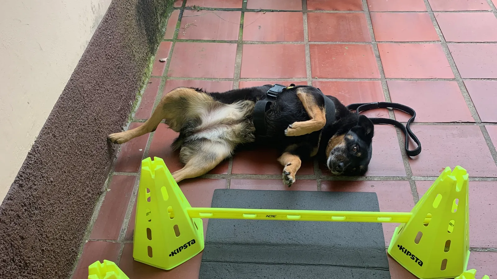 Cão deitado sobre tapete antiderrapante entre barreiras de exercício no quintal