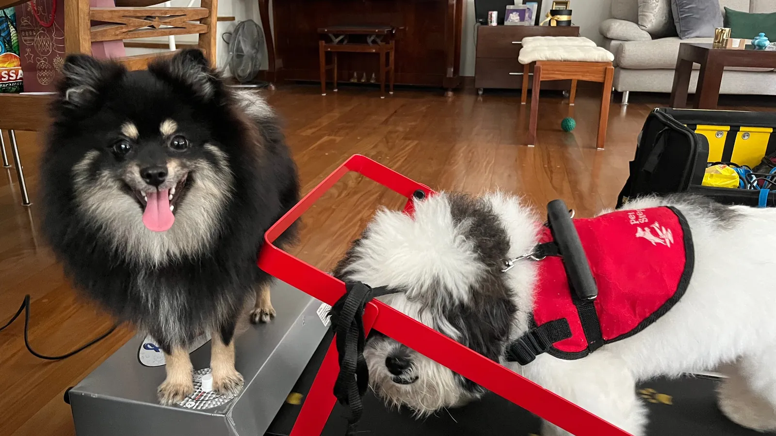Spitz e shih tzu em sessão de esteira de fisioterapia na sala de casa