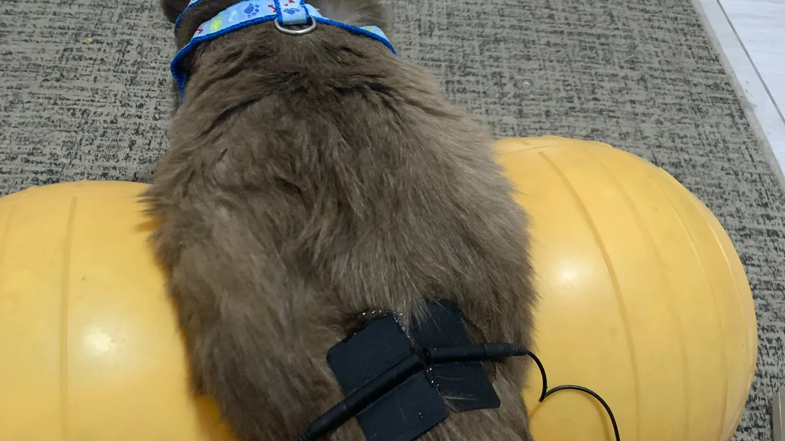 Gato sobre bola de equilíbrio com eletrodos de eletroterapia nas costas