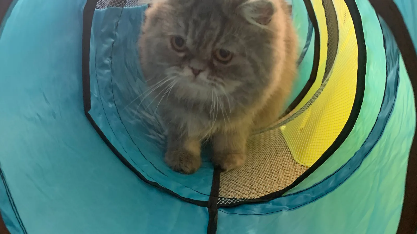 Gato persa dentro de túnel de exercícios durante sessão em casa