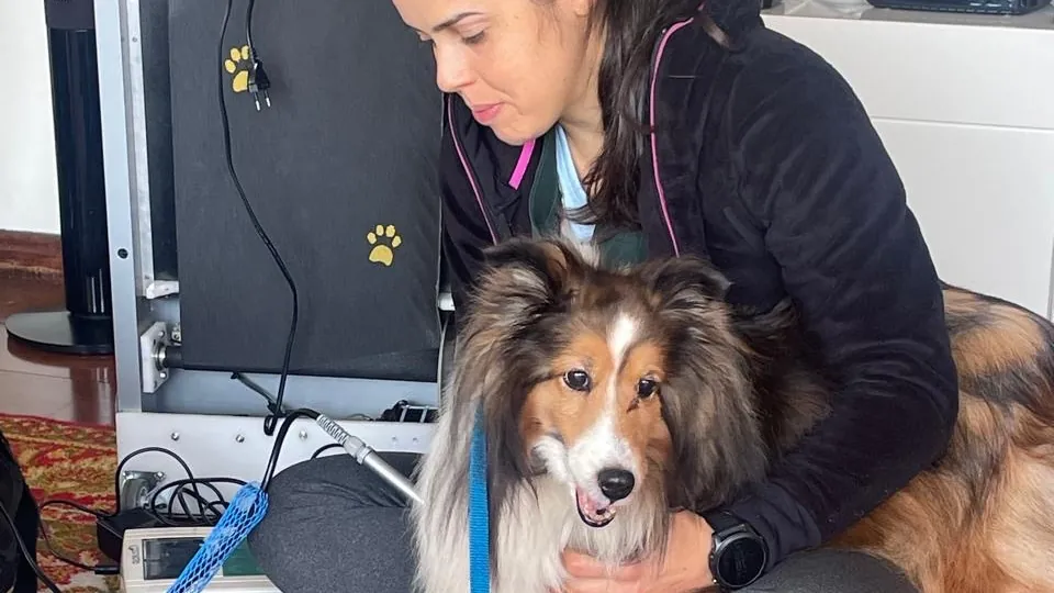 Joyce em sessão de laserterapia com um pastor de shetland, em casa