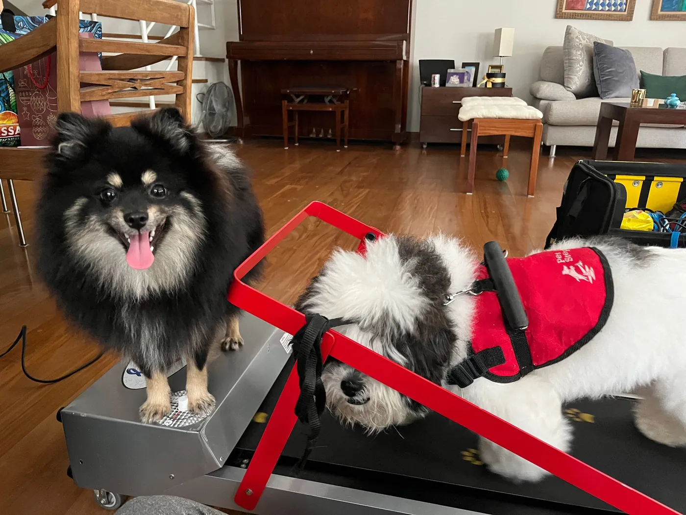 Spitz e shih tzu em sessão de esteira de fisioterapia na casa do tutor