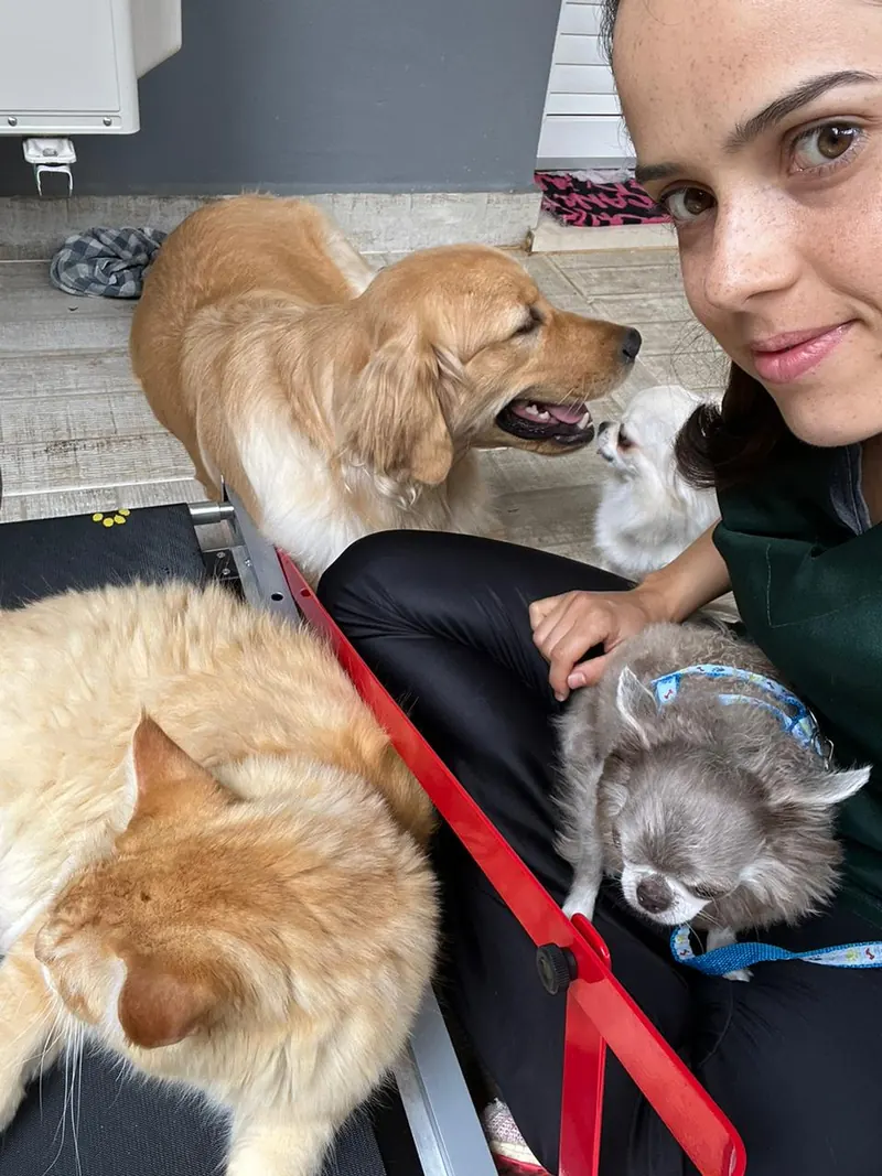 Sessão com golden retriever e gatos em casa