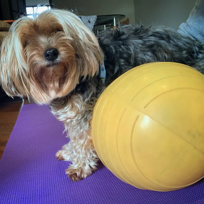 Yorkshire em exercício com bola de equilíbrio