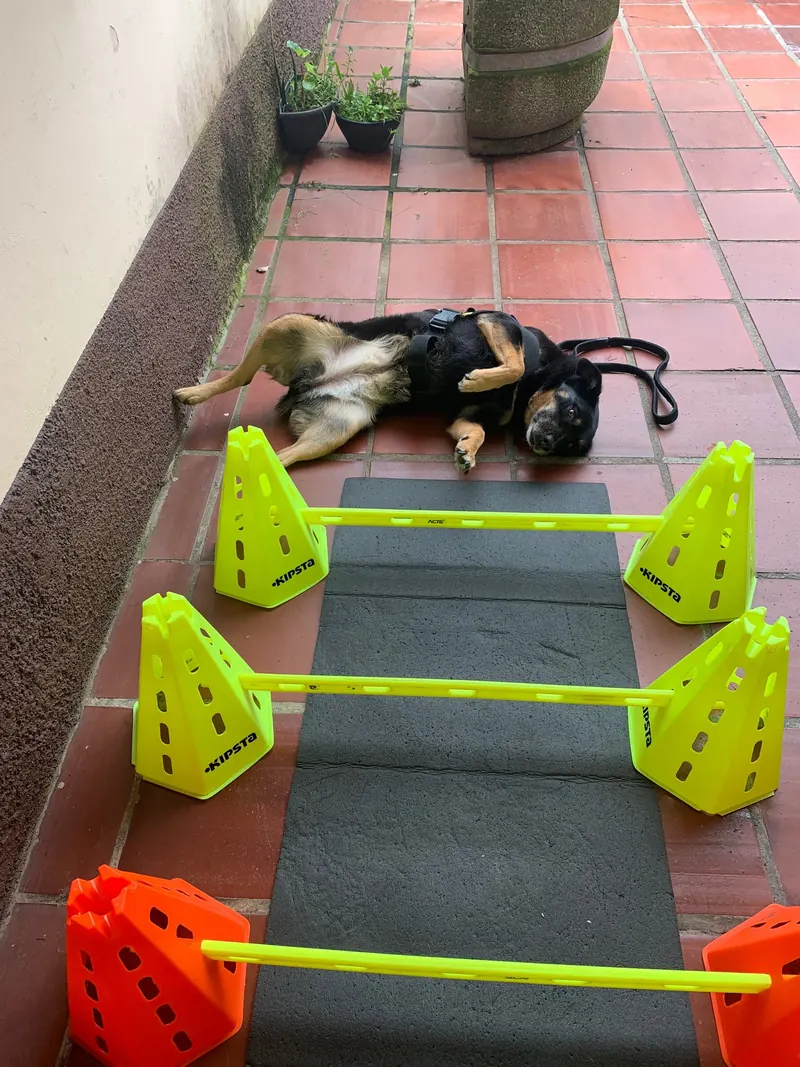 Cão pequeno fazendo exercício entre barreiras