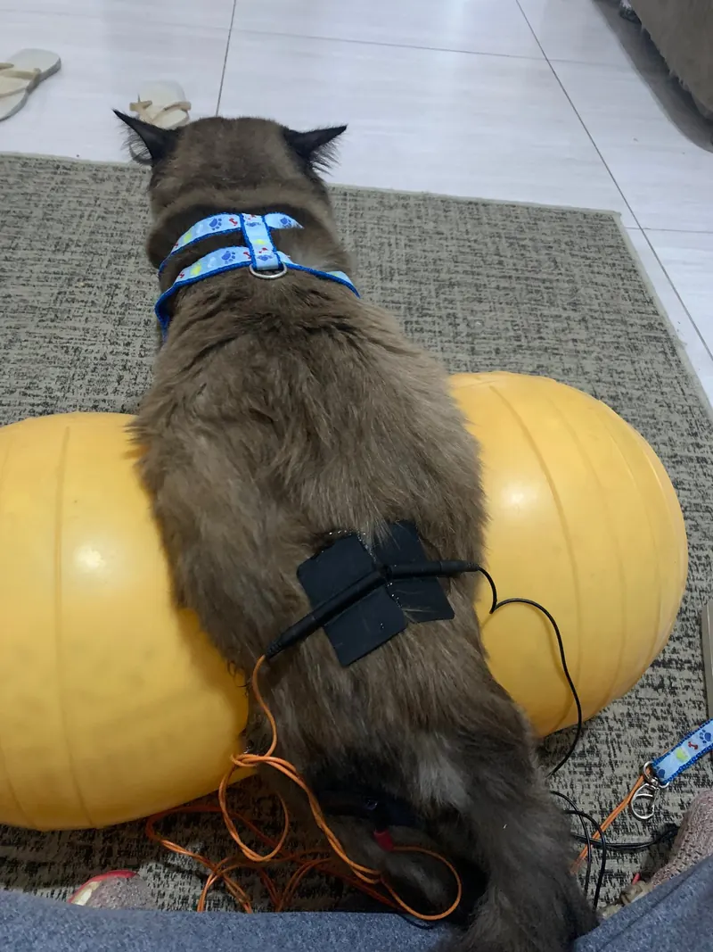 Gato recebendo eletroterapia sobre bola de equilíbrio