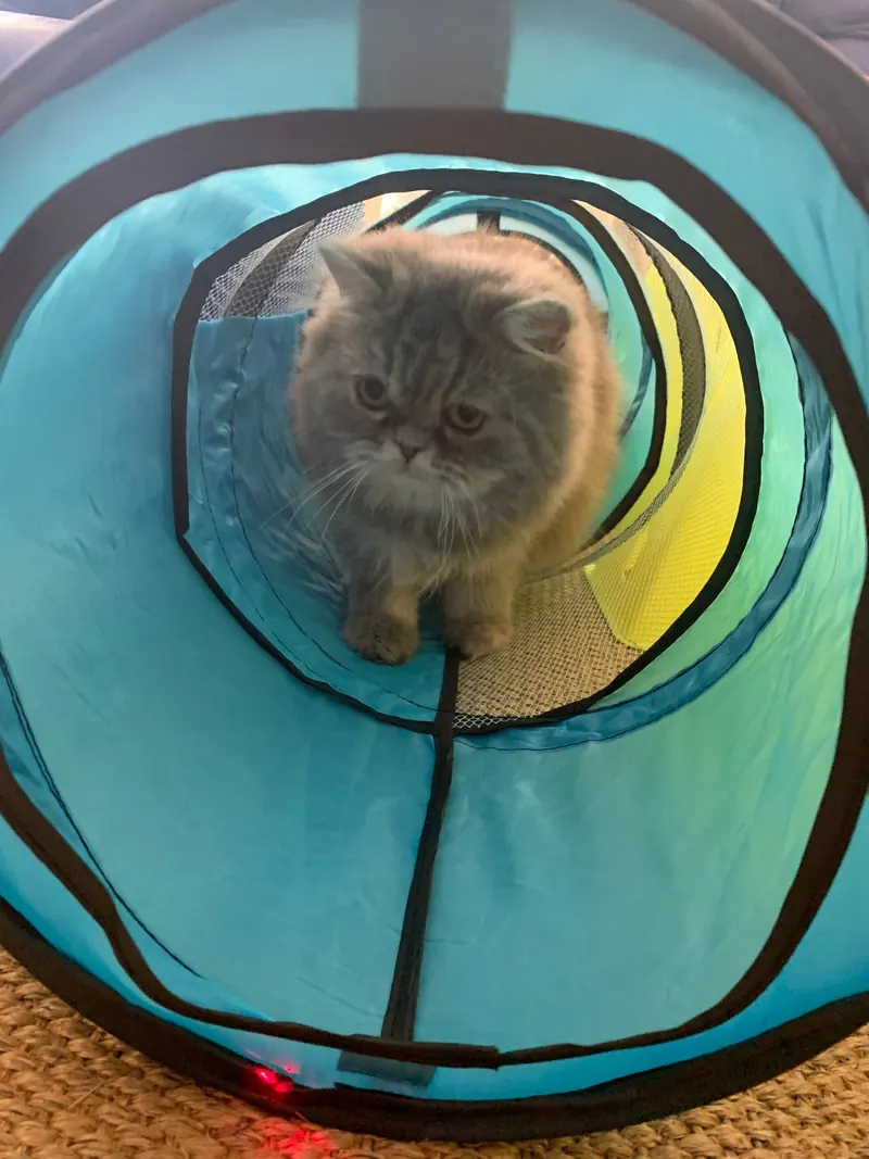 Gato persa em túnel de exercícios